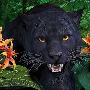 CWRW Black Panther for the HiveWire Big Cat