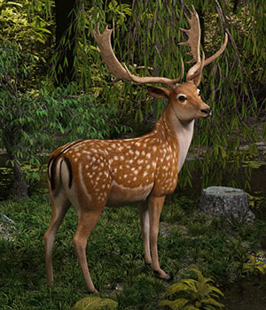 CWRW Fallow Deer 