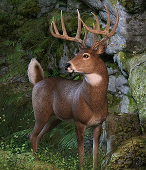 CWRW Whitetail Buck